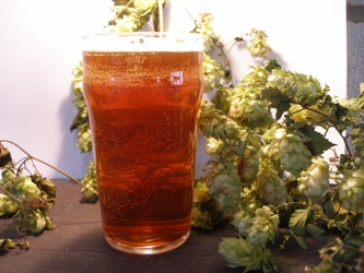 A finished pint of our Award-Winning Real Ale A finished pint of our Award-Winning Real Ale